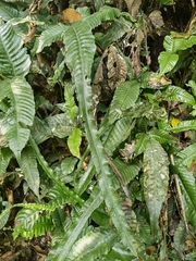 Bolbitis heteroclita