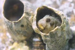 Scartella emarginata