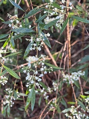 Logania albiflora