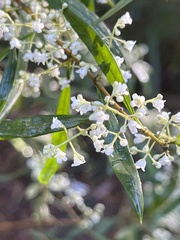 Logania albiflora