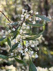 Logania albiflora