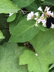 Ctenucha rubroscapus