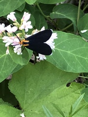 Ctenucha rubroscapus