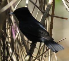 Knipolegus nigerrimus