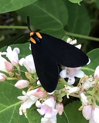 Ctenucha rubroscapus