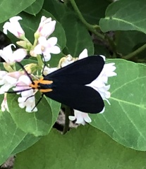 Ctenucha rubroscapus
