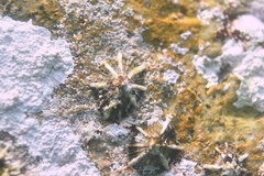 Siphonaria laciniosa