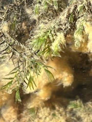 Fissidens fontanus