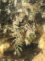Fissidens fontanus