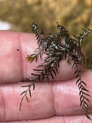 Fissidens fontanus