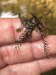 Fissidens fontanus