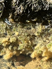 Fissidens fontanus