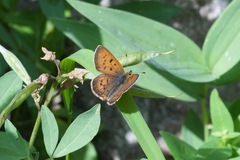 Tharsalea dorcas sangremar