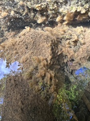 Fissidens fontanus