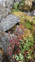 Micranthes razshivinii