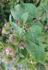 Arctium minus