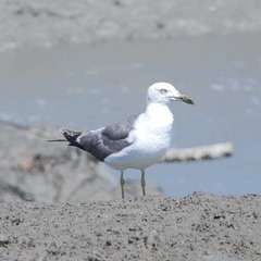 Larus crassirostris