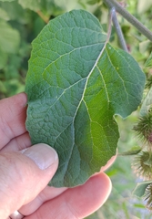 Arctium minus