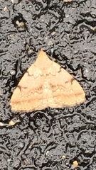 Zanclognatha dentata