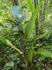 Stachyphrynium placentarium