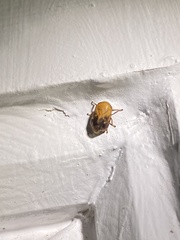 Clastoptera achatina