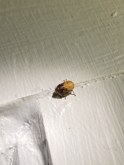 Clastoptera achatina