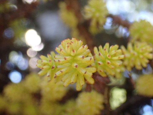 spruce witch's broom rust