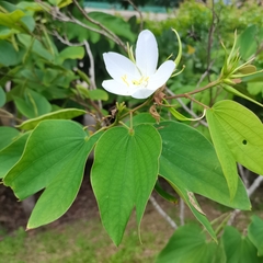 Bauhinia acuminata