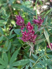 Castilleja raupii