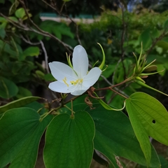 Bauhinia acuminata