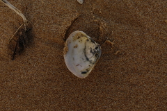 Austromactra rufescens