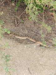 Crotalus
