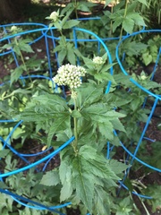 Eupatorium cannabinum