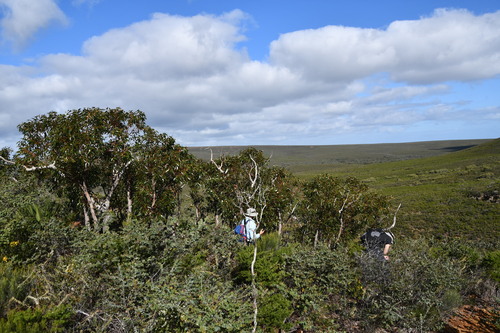 Jarrah (Eucalyptus marginata)