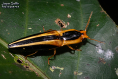 Semiotus bilineatus