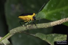 Runibia discoidea