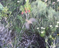 Gliciphila melanops