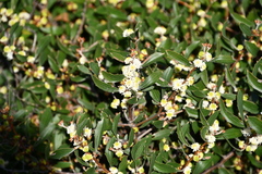 Hakea anadenia