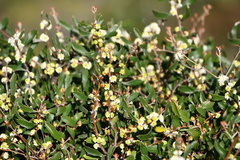 Hakea anadenia