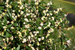 Hakea anadenia