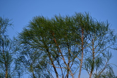 Gyrostemon ramulosus