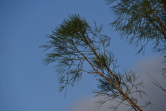 Gyrostemon ramulosus
