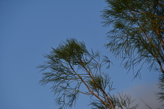 Gyrostemon ramulosus