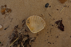 Pecten fumatus