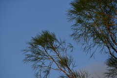 Gyrostemon ramulosus