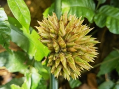 Stachyphrynium placentarium