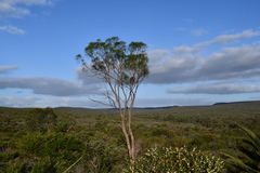 Gyrostemon ramulosus
