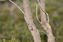Gyrostemon ramulosus