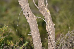 Gyrostemon ramulosus