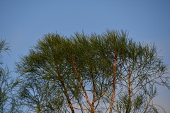 Gyrostemon ramulosus